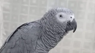 Masha Allah mithu so perfect #parrot #video #viral ❤️🤩