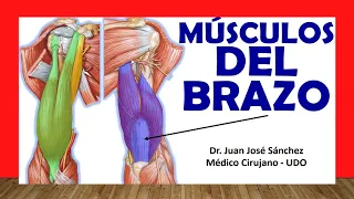 🥇 MUSCLES OF THE ARM. (Previous and Posterior). Easy, Fast and Simple