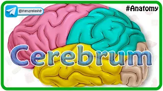 Cerebrum Anatomy Animation : Gyri and Sulci, Surfaces, Functional areas of cerebral Hemisphere