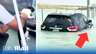 Soggy moggy: Grateful cat saved from Dubai flood while clinging to a car door handle