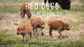 Red Dogs (baby bison) Compilation | Yellowstone National Park