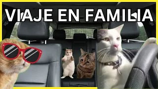 CAT MEMES: VIAJE EN FAMILIA 🚗