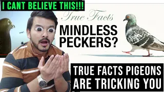True Facts: Pigeons Are Tricking You (zefrank) CG Reaction