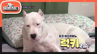 〈개훌륭〉에 처음 나온 견종! 표범 잡는 개로 유명한 ‘도고 아르헨티노’ 럭키😊 [개는 훌륭하다/Dogs Are Incredible] | KBS 240219 방송