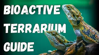 How to Build a Bioactive Terrarium