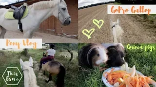 Vlog | Galloping Ponies and Guineapigs | This Esme