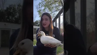 Watch This Before Buying Pet Ducks