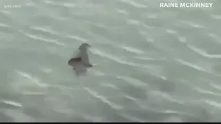 What is it? Mysterious creature spotted in Pawleys Island, South Carolina