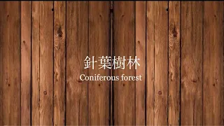 【ASMR】針葉樹林｜Coniferous forest　１０分ポッキリBGM【自然音】【環境音】【雨の音】