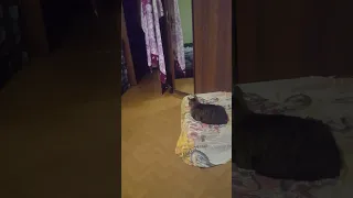 котёнок месси