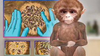 ASMR Remove Worm for Baby Monkey & Maggot Ear Infected| Severely Injured Animation
