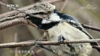 母蛇岛蝮顺利产子 生存博弈开始周而复始 《隐匿杀手》【CCTV纪录】