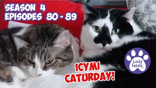 ICYMI Caturday! * Lucky Ferals S4 Episodes 80 - 89 * Cat Family Vlog