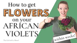 African Violets not Flowering?! Here's how to get BLOOMS!!!