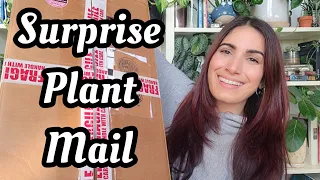 Surprise Plant Mail!! ☺️ big box of Hoya & Philodendron wishlist plants!! 🌿 *chatty 🙏🏼