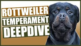 Everything You Need To Know - ROTTWEILER TEMPERAMENT