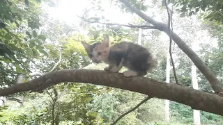 Poor Abandoned Kitten Cry Loudly For Food and Need Mom