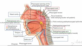 Pharynx parts