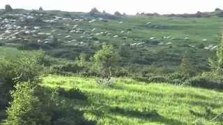 Пастух у горах Закарпаття, Shepherd and mountains.