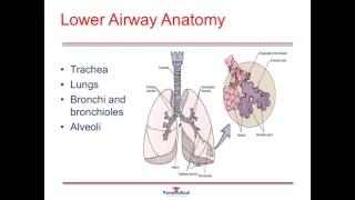 Anatomy and Physiology Part 2 Respiratory System