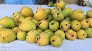 What Is Causing The Delay In Pakistan's Mango Crop?