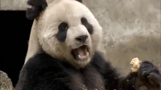 Best Documentary | National Geographic | Life Of Panda