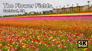 The Flower Fields at Carlsbad Ranch - Walking Tour『4K』