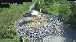 СНІДАНОК ВІД МАМИ. ЛЕЛЕКА БІЛИЙ. ПИРЯТИНСЬКИЙ. УКРАЇНА 9-5-24-CHICKS WHITE STORK PYRYATINSKY UKRAINE