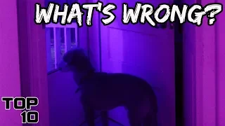 Top 10 Scary Times Dogs Sensed Evil - Part 2