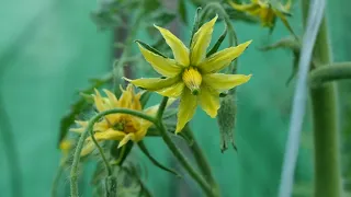 Tomatoes - nourishment during flowering.