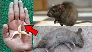 GARLIC MAGIC | How To Kill Rats Within 10 minutes || Home Remedy || Magic Ingredient | Mr. Maker