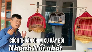 Thuần chim Cu gáy bổi nhanh Nổi nhất dành cho người mới chơi