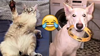 Funniest Animals 2023 🤣 - Funny Cats and Dogs 😹🐶  -Funny Animal Videos 😂#51