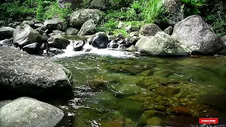 Forest Stream Relaxing River Sounds | Rivers Nature Ambience for Relaxation | CALMING RIVER SOUNDS