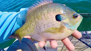 Fishing for BIG Wisconsin Bluegills!