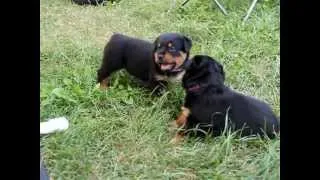 Rottweiler Puppies 4 weeks Playing