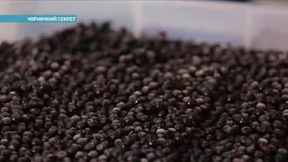 В Херсонской области нашли новый способ хранения черники | Ранок з Україною
