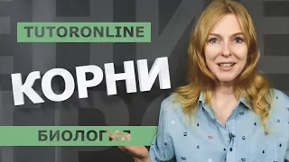 Биология I Корни