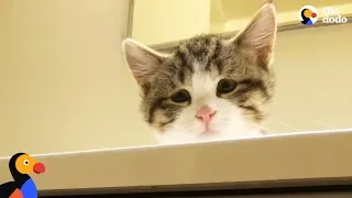 Sad Looking Cat Is So Happy To Be Part Of A Family | The Dodo