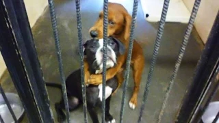 'Hugging' dogs photo prompts last-minute euthanasia save