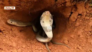 The detector signals the presence of 100 snakes in the cave | Fishing TV