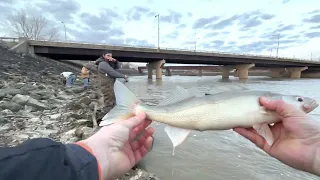 Sandusky river walleye run 2023 pt. 2 - limit caught