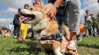 В усадьбе Гребнево прошёл большой летний Корги-фестиваль