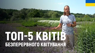 ЛАНДШАФТНИЙ ДИЗАЙН | ТОП-5 КВІТІВ БЕЗПЕРЕРВНОГО КВІТУВАННЯ