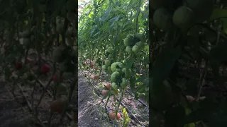 Выращивание томата. Закрытый грунт.