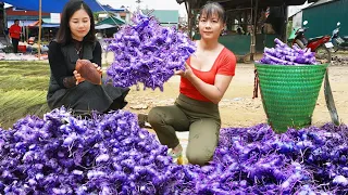 Harvesting Galangal Tuber Goes to market to sell - Repair house for ducks | Phuong Daily Harvesting