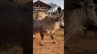 O fera dó rodeio touro Ramadã dá cia de rodeio fbm