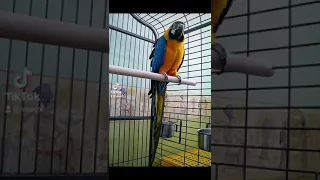 Геймплей попугая!
