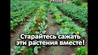 Старайтесь сажать эти растения вместе!