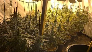 Cannabis Farm discovered across road from school - Egremont, Wallasey